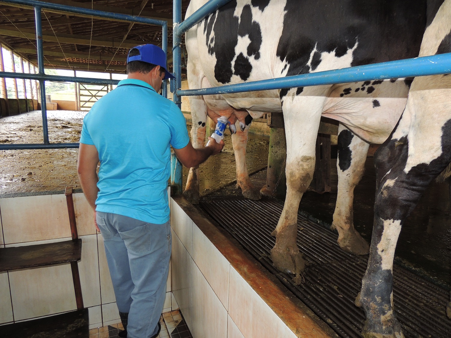 Programa de bonificação incentiva produzir mais leite no inverno REDE